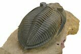 Gorgeous Zlichovaspis Trilobite - Top Quality Specimen #273885-5